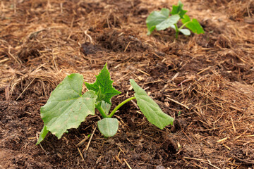 The cultivation of cucumbers. Rows of growing cucumber seedlings in the spring in the garden. Young cucumber bushes on a vegetable bed on a sunny day. The theme of gardening, farming, a rich harvest