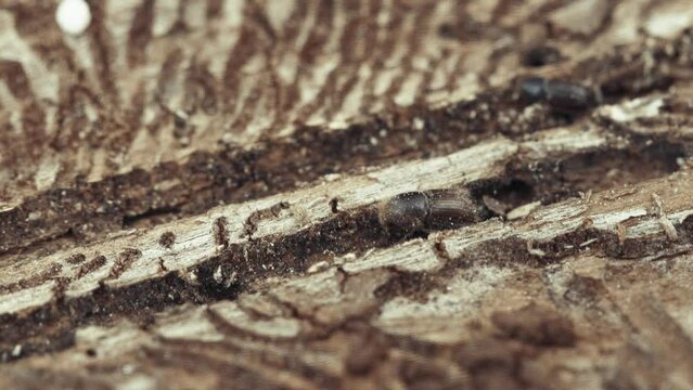 Larger eight-toothed European spruce bark beetle, Ips typographus close-up. This insect is a major pest on spruce trees