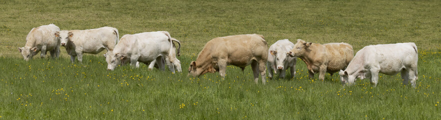Jeunes bœufs charolais au pâturage