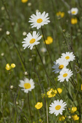 Fototapeta premium Anthemis blanche 
