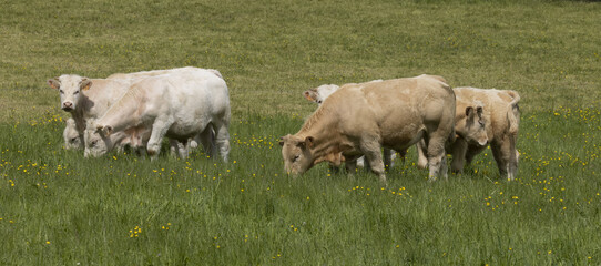 Fototapeta premium Jeunes bœufs charolais au pâturage