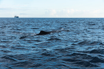 Fototapeta premium Whale and ship