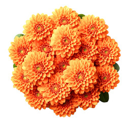 orange chrysanthemum flower isolated on transparent background - obrazy, fototapety, plakaty