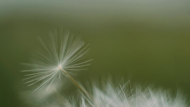 Super macro close-up of dandelion fluff. Abstract close-up of dandelion seeds background. Macro shot of detailed dandelion flower seed in natural environment. Soft selective focus