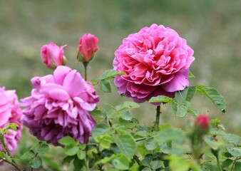 Pink and purple roses in the park on a blurry background
