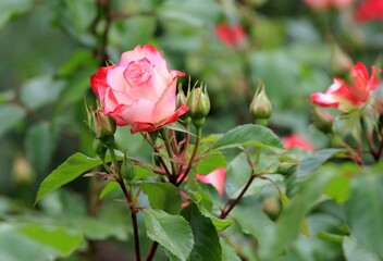 Pink roses in the park on a blurry background
