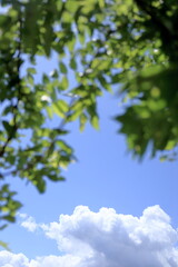 春の青空に広がる雲と新緑の葉