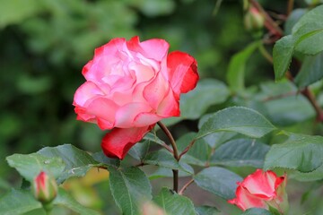 Pink roses in the park on a blurry background
