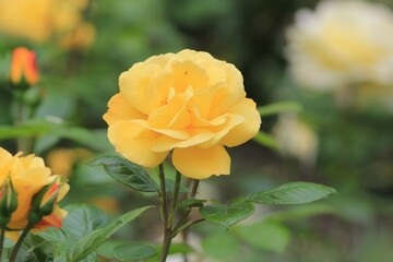 Yellow roses in the park on a blurry background
