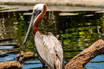 Pelican
