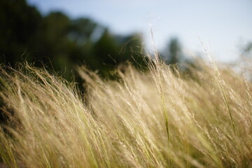 Fototapeta premium 숲속 풀