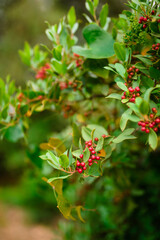 View of tree brunches with green leaves and red berries on them.