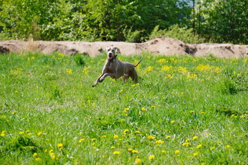 Fototapeta premium Weimaraner dog on the grass