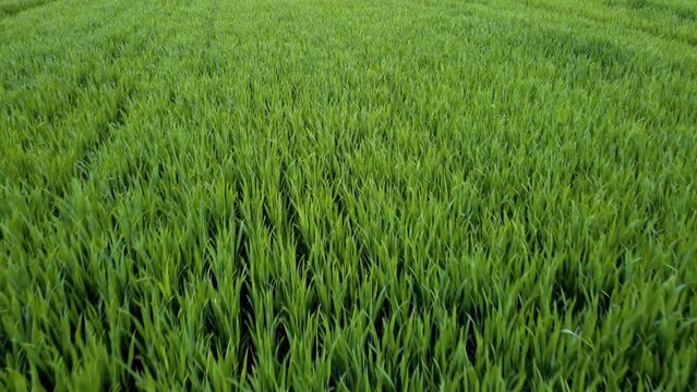luftaufnahme von einem weizenfeld im fr&uuml;hling, wind streift durch frisches weizengras, landwirtschaft, umwelt, d&uuml;ngemittel, drohne shot, 4k