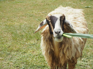Fluffy Flock: Gathering of Gentle Sheep
