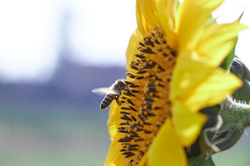 a honey bee flying around sunflower collecting nectar © Mostafa Eissa