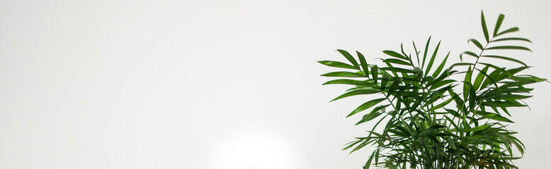 Banner Green plant on empty white wall background place for your text - botany and potted plant...