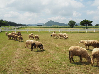 Fluffy Flock: Gathering of Gentle Sheep