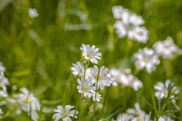 Many white wild flowers on a green field. White wildflowers in the form of stars. The flowers look like daisies. Delicate white petals. Summer landscape. Green background.