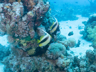 Butterflyfish or Chaetodon semilarvatus at the bottom of the Red sea in Egypt, travel concept © Victoria