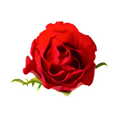 Single flower red rose - 605347629