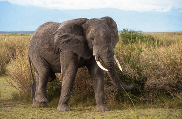 Obraz na płótnie Canvas Eléphant d'Afrique, Loxodonta africana, Parc National des Virunga, République Démocratique du Congo