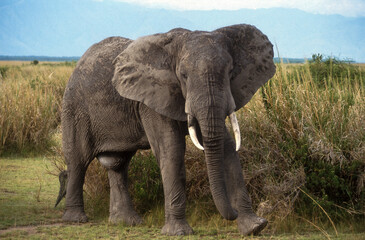 Fototapeta na wymiar Eléphant d'Afrique, Loxodonta africana, Parc National des Virunga, République Démocratique du Congo