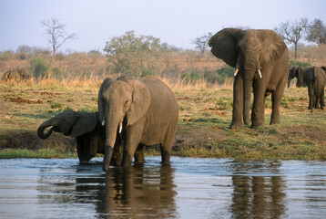 Eléphant d'Afrique, Loxodonta africana, Parc national de Chobe, Botswana