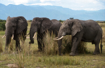 Fototapeta premium Eléphant d'Afrique, Loxodonta africana, Parc National des Virunga, République Démocratique du Congo