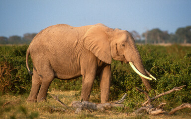 Éléphant d'Afrique, Loxodonta africana, Parc national du Tsavo, Kenya