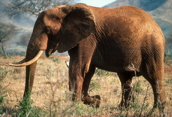 Fototapeta premium Éléphant d'Afrique, Loxodonta africana, Parc national du Tsavo, Kenya