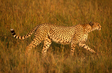 Naklejka premium Guépard, cheetah, Acinonyx jubatus, Parc national de Masai Mara, Kenya