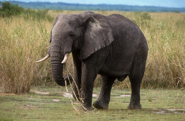 Naklejka na ściany i meble Eléphant d'Afrique, Loxodonta africana, Parc National des Virunga, République Démocratique du Congo