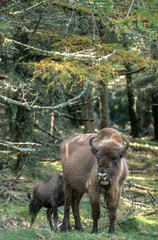 Fototapeta premium Bison d'Europe, Bison bonasus