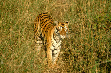 Tigre, Phantera tigris, Parc national de Bandhavgarh, Inde