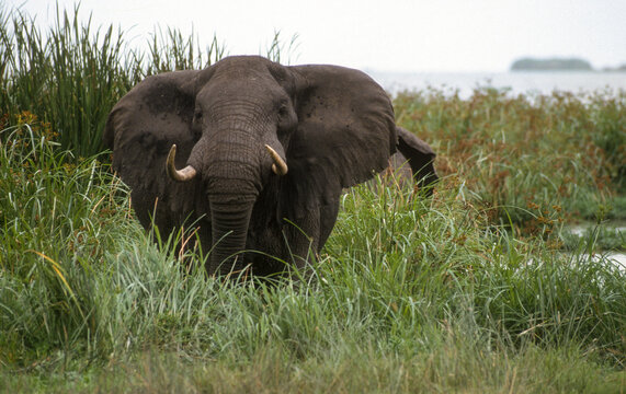 Eléphant d'Afrique, Loxodonta africana, Parc National des Virunga, République Démocratique du Congo