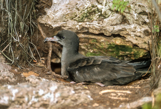 Puffin fouquet, Puffin du Pacifique,.Ardenna pacifica, Wedge-tailed Shearwater, Puffinus pacificus, Ile Cousin, Seychelles
