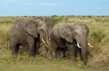 Naklejka na ściany i meble Eléphant d'Afrique, Loxodonta africana, Parc National des Virunga, République Démocratique du Congo