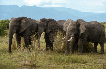 Eléphant d'Afrique, Loxodonta africana, Parc National des Virunga, République Démocratique du Congo