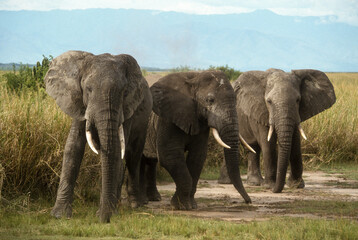 Fototapeta na wymiar Eléphant d'Afrique, Loxodonta africana, Parc National des Virunga, République Démocratique du Congo