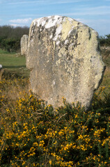 Alignements de Carnac, patrimoine mondial de l'UNESCO, Carnac, La Trinité sur Mer, Bretagne, Morbihan, 56, France