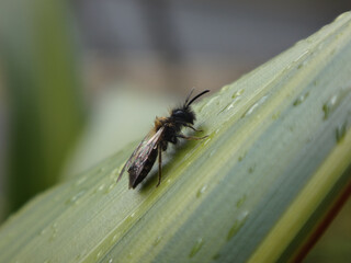 Male mining bee (Andrena sp.) resting on a wet green leaf