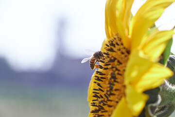 a honey bee flying around sunflower collecting nectar © Mostafa Eissa