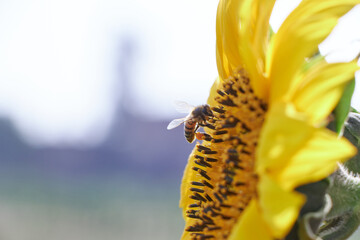 a honey bee flying around sunflower collecting nectar