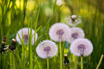 Pusteblume