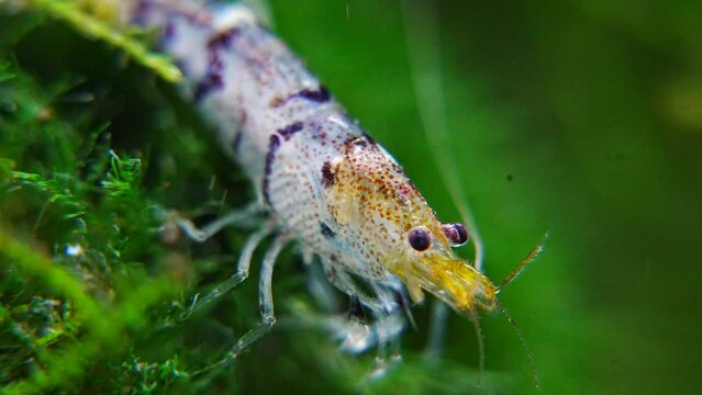 Tiger Shrimp Caridina cf. Cantonensis &ldquo;Tiger&rdquo; | タイガーシュリンプ、カリジナ cf. カントネンシス &ldquo;タイガー&rdquo;