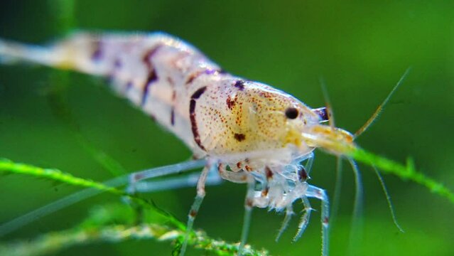 Tiger Shrimp（タイガーシュリンプ）は、科学的にはCaridina cf. Cantonensisとして知られる、魅力的な淡水甲殻類の一種です。虎纹虾