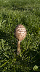 Champignon coulemelle (Macrolepiota procera)