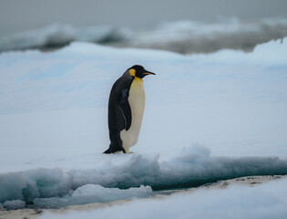 Emperor penguin in Natarctica standing and walk on snow