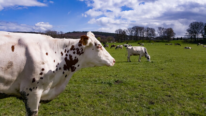 vache dans un troupeau